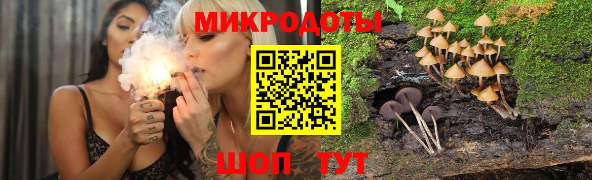 Галлюциногенные грибы Psilocybe Будённовск